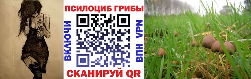 Купить закладки  Ельня  Псилоцибиновые грибы Magic Shrooms 
